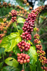 Coffee beans on tree