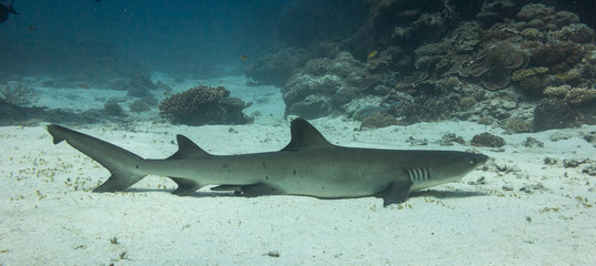 White tip reef shark resting on the white sand at 15 meters below the surface on Lady Elliot Island in Queensland Australia