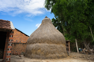 Fototapeta na wymiar Stack of straw at village in Vietnam. Cattle food or cooking fire resource.