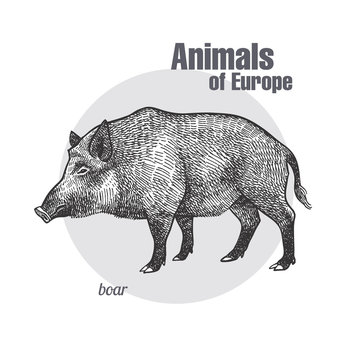 Vintage engraving of animal boar.
