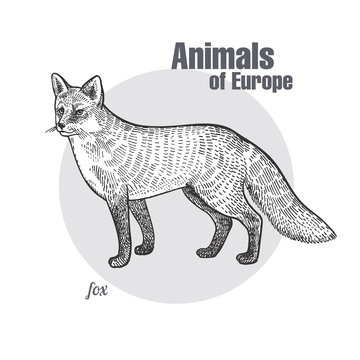 Vintage engraving of animal fox.