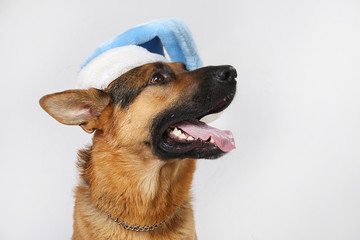 dog in a Christmas hat on a gray background
