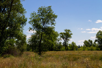 Obraz premium Summer landscape with green trees, meadow and blue sky