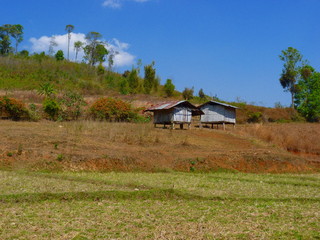 asian rice fields and farmer hut in dry season, cultivation in the Thailand country