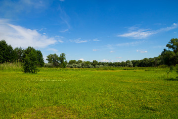Fototapeta na wymiar Summer landscape with green trees, meadow and blue sky