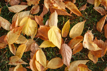 Leaves in autumn