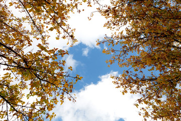 Tops of the trees golden autumn