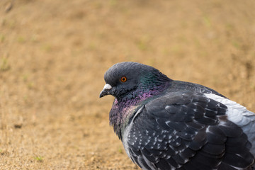 Close up Fat Pigeon in garden