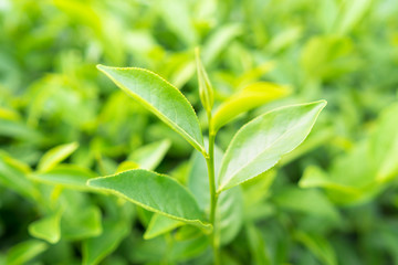 Green tea leaves in a tea plantation in morning