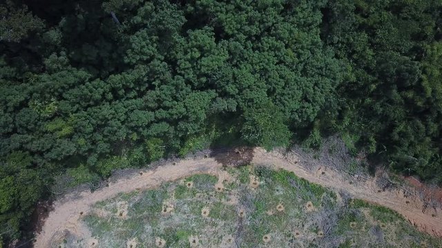 Deforestation. Logging. Rainforest destroyed to make way for oil palm plantations. Aerial drone footage. Indonesia
