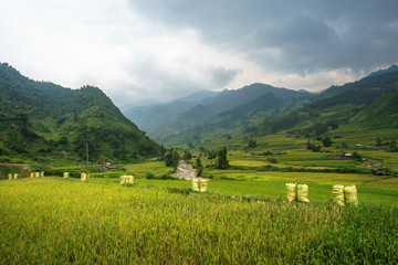 Fototapeta na wymiar Rice fields on terraced of Mu Cang Chai, YenBai, Rice fields prepare the harvest at Northwest Vietnam. Vietnam landscapes.