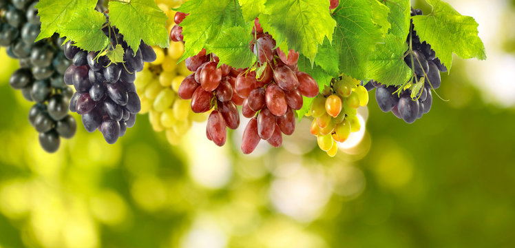 grapes on green background close up