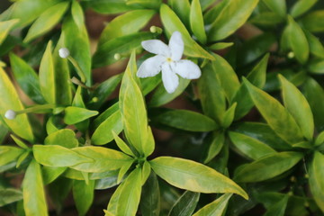 pink red roses in house garden - Gartenrosen im Hausgarten