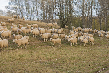 Obraz premium Sheep graze in the hills, Sheep at sunset