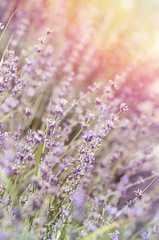 Lavender blooming in a summertime under morning sunlight.