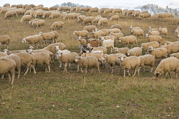 Obraz premium Sheep graze in the hills, Sheep at sunset