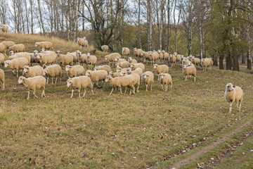 Obraz premium Sheep graze in the hills, Sheep at sunset