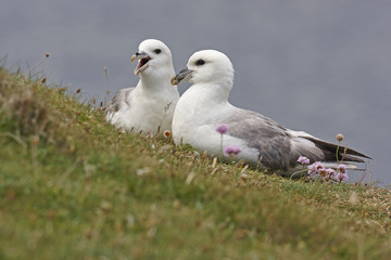 Fulmar