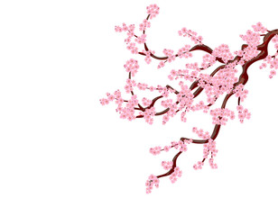 Sakura. A curved tree cherry branchs with delicate flowers and cherry buds. isolated without grid and gradient. illustratio