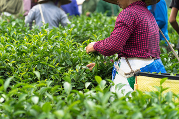 Vietnamese women picking tea leaves at a tea plantation, closeup