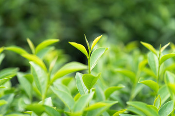 Green tea leaves in a tea plantation in morning