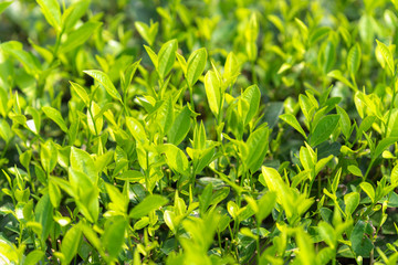 Green tea leaves in a tea plantation in morning