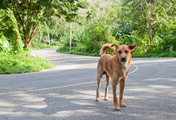 Dog on a road © Oleksandr Drozdov