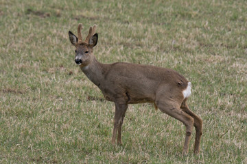 Naklejka na ściany i meble European Roe deer buck with growing antlers