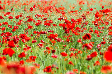 Fototapeta premium Poppy field. Flowers background. Beautiful field of red poppies