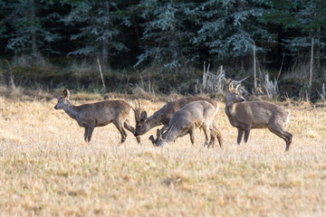 Herd of european roe deers