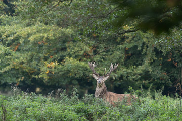 Red deer