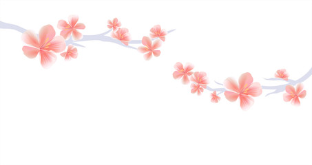 Branches of Sakura with Pink flowers isolated on White background. Sakura flowers. Cherry blossom. Vector