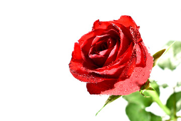 Beautiful dewy red rose flower isolated on a white background stock photo images. Red rose flower with water drops on a white background with copy space for text
