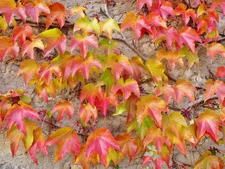 Herbst, Wilder Wein, Mauer