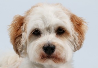 Portrait eines kleinen Hundes im Studio