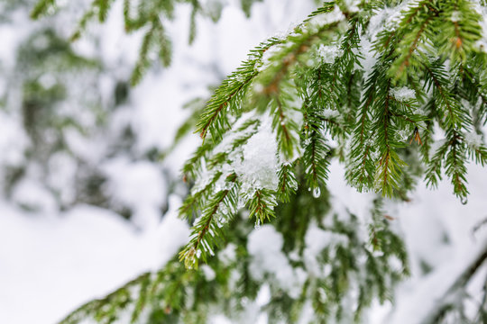 branches of coniferous tree in the snow