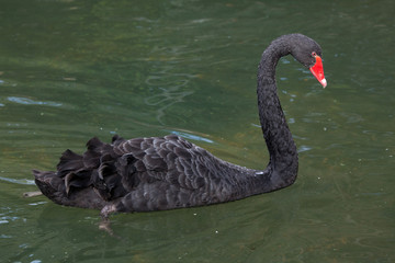 Black swan (Cygnus atratus).