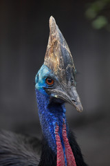 Southern cassowary (Casuarius casuarius) © Vladimir Wrangel