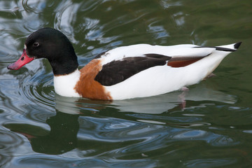 Common shelduck (Tadorna tadorna).