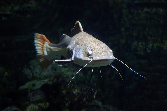 Redtail catfish (Phractocephalus hemioliopterus).