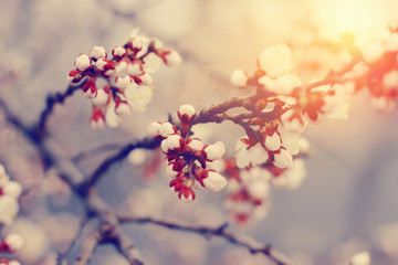 Flowers blossom in spring. Floral background.