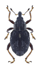 Beetle Rhinoncus perpendicularis on a white background