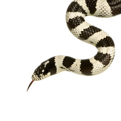 California Kingsnake - Lampropeltis getulus californiae