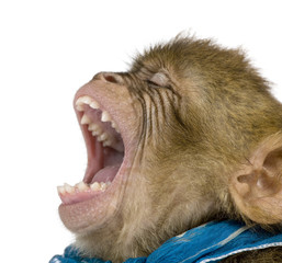 Young Barbary Macaque with mouth open, Macaca Sylvanus, 1 year old, against white background, studio shot