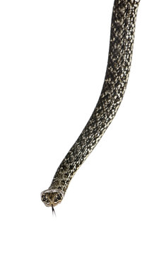 Horseshoe Whip Snake, Hemorrhois hippocrepis, against white background, studio shot