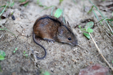 Prawdziwa dzika mysz