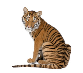 Portrait of Bengal Tiger, 1 year old, sitting, studio shot, Panthera tigris tigris