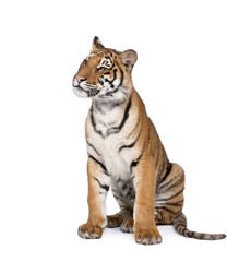 Portrait of Bengal Tiger, Panthera tigris tigris, 1 year old, sitting in front of white background, studio shot