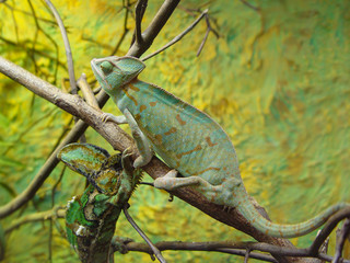 chameleon camouflage