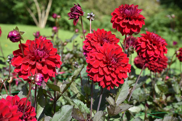 Dahlia rouge en été au jardin